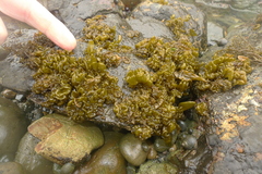 Dactylosiphon bullosus