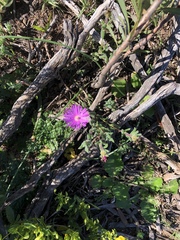 Delosperma neethlingiae