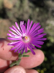 Delosperma neethlingiae