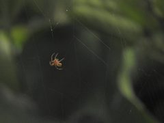 Araneidae