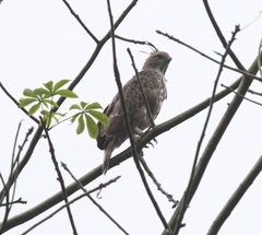 Nisaetus cirrhatus ceylanensis