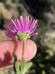 Delosperma neethlingiae