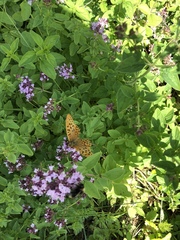 Argynnis paphia