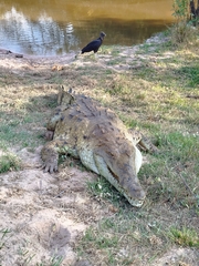 Orinoco Crocodile photo 4