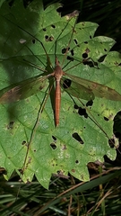 Tipula fulvipennis