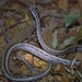 Pencil Snake - Photo (c) Bernard DUPONT, some rights reserved (CC BY-SA)