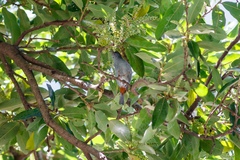 Conirostrum speciosum