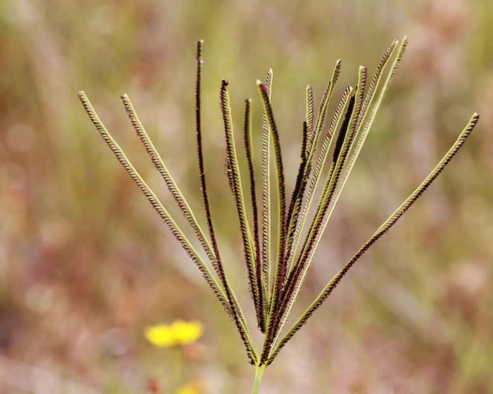 Eustachys glauca