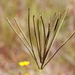 Saltmarsh Finger Grass - Photo (c) Mary Keim, some rights reserved (CC BY-NC-SA)