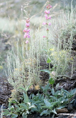 Penstemon floridus