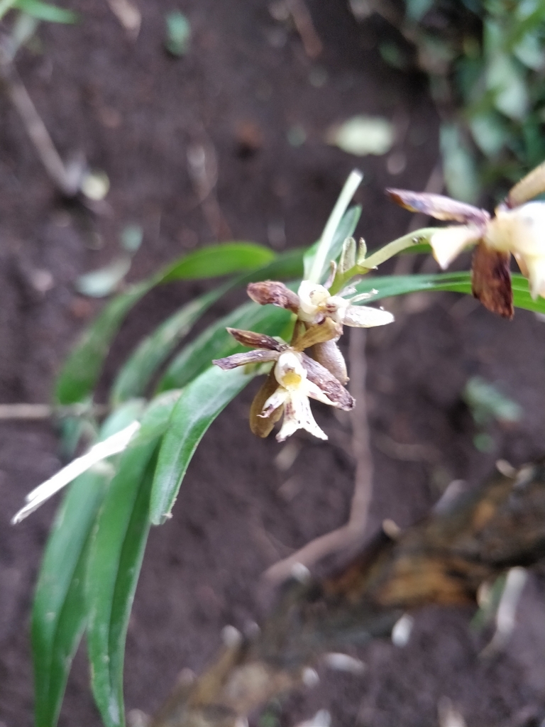 Epidendrum exasperatum