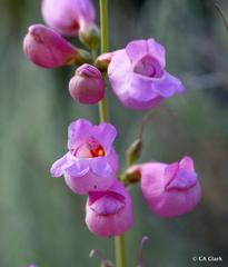 Penstemon floridus