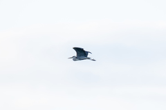 Ardea cinerea