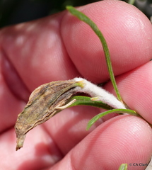 Gnorimoschema octomaculella