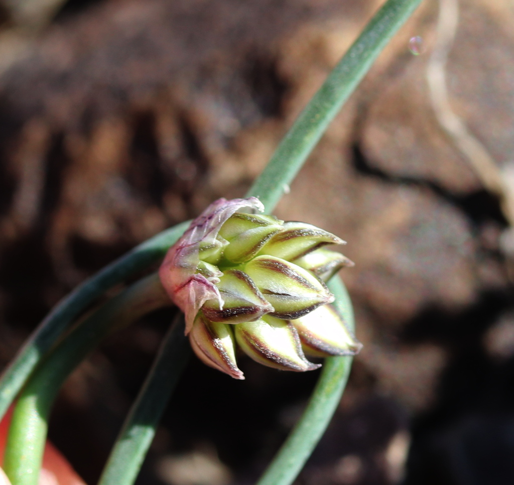 Allium lehmannianum