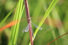 Lestes rectangularis