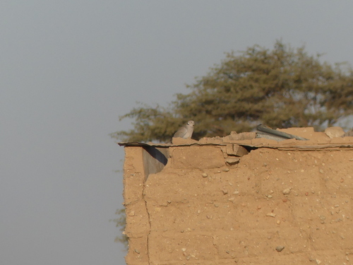 Eurasian Collared-Dove