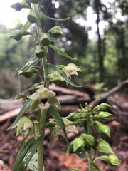 Epipactis helleborine