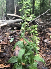 Epipactis helleborine