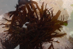 Pachymenia