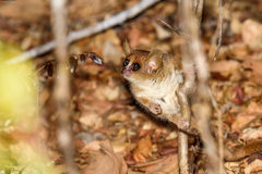 Microcebus murinus