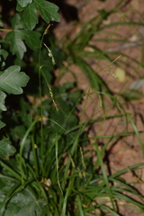 Carex sylvatica sylvatica