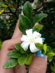Murraya