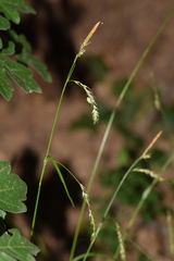 Carex sylvatica sylvatica