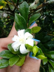 Murraya