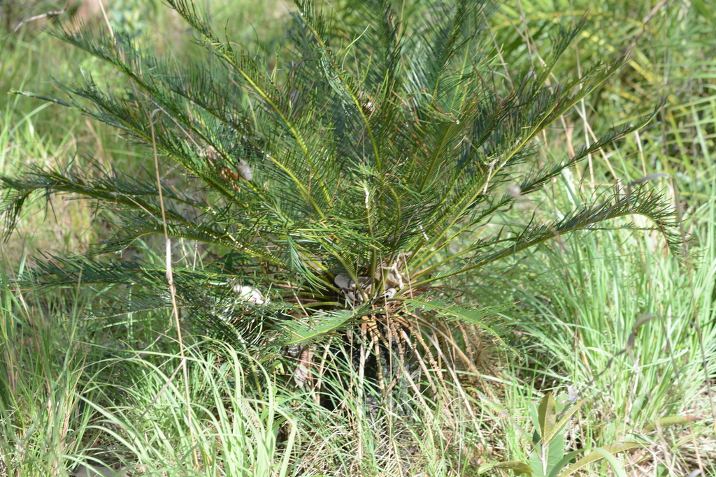 Cycas beddomei
