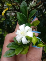 Murraya