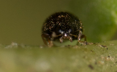 Stethorus punctum