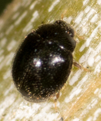 Stethorus punctum