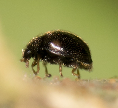 Stethorus punctum