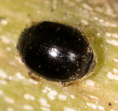 Stethorus punctum