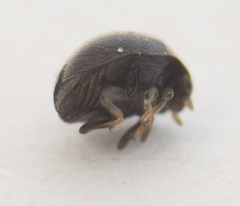 Stethorus punctum