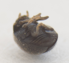 Stethorus punctum