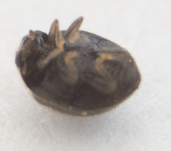 Stethorus punctum
