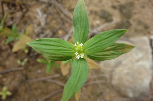 Spermacoce exilis