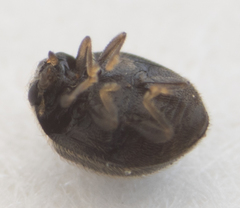 Stethorus punctum