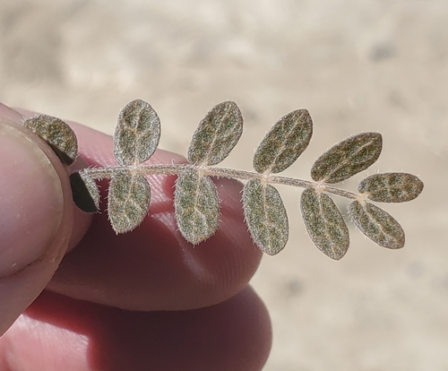 Image of Kallstroemia californica by (c) Bob Miller, some rights reserved (CC BY)