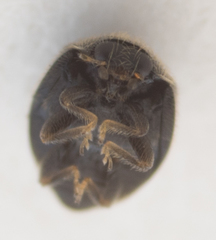 Stethorus punctum