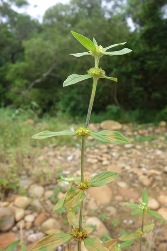 Spermacoce exilis