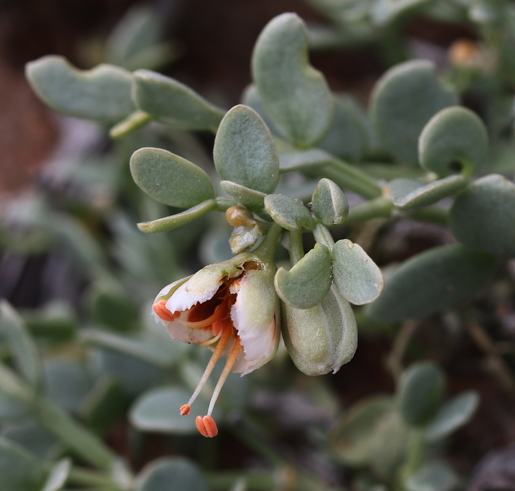 Zygophyllum iliense