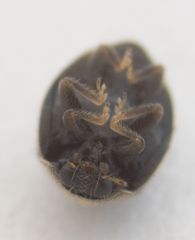 Stethorus punctum