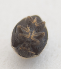 Stethorus punctum