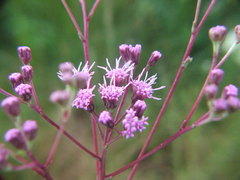 Carphephorus odoratissimus