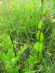 Carphephorus odoratissimus