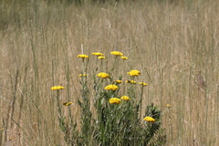 Achillea filipendulina