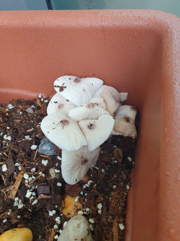 Leucocoprinus ianthinus · March 2025 · photo: © jujulues (iNaturalist, cc0)